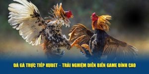 Đá gà trực tiếp Kubet đỉnh cao chọi kê