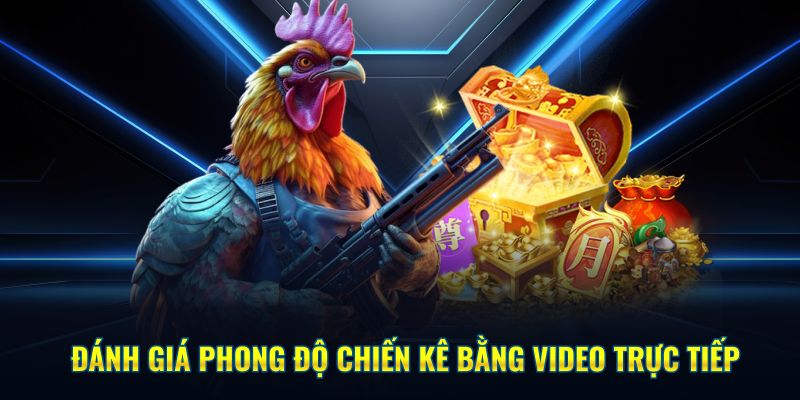Đánh giá phong độ đá gà C1 Kubet bằng video trực tiếp
