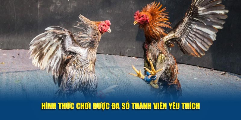 Hình thức chơi đá gà trực tiếp Kubet được đa số thành viên yêu thích