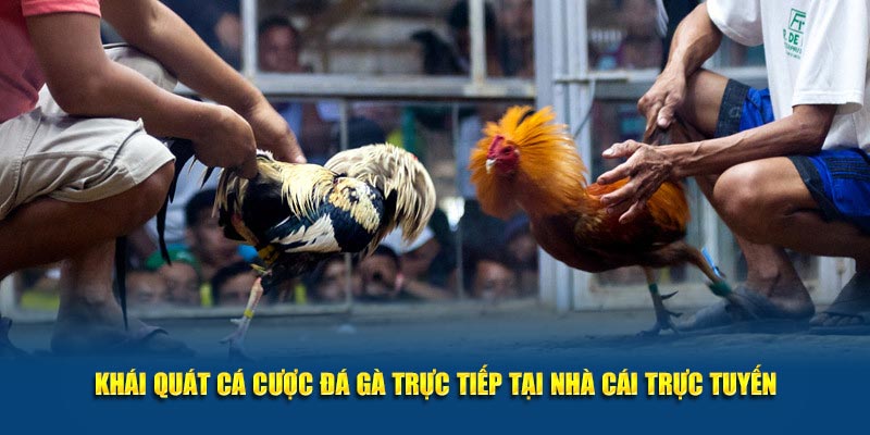 Khái quát cá cược đá gà trực tiếp tại nhà cái Kubet trực tuyến