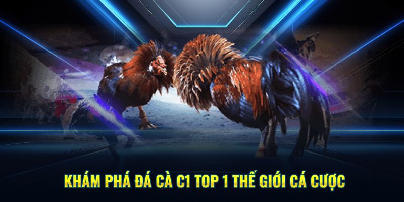 Khám phá đá gà C1 top 1 thế giới cá cược tại Kubet
