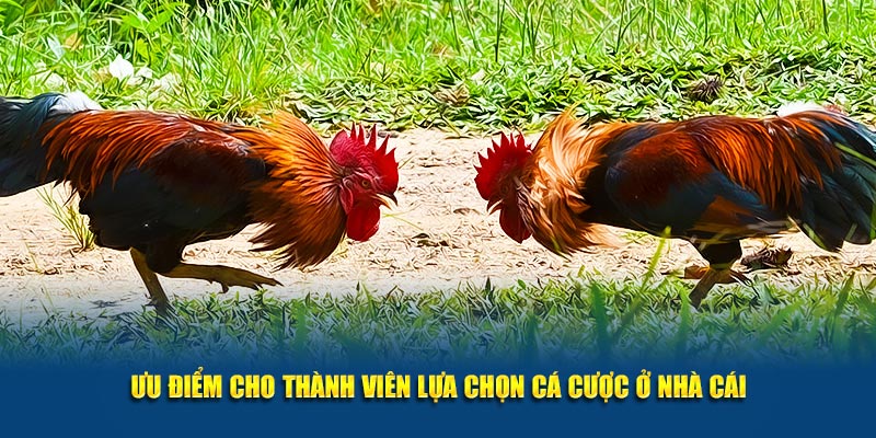 Ưu điểm cho thành viên lựa chọn cá cược ở Kubet