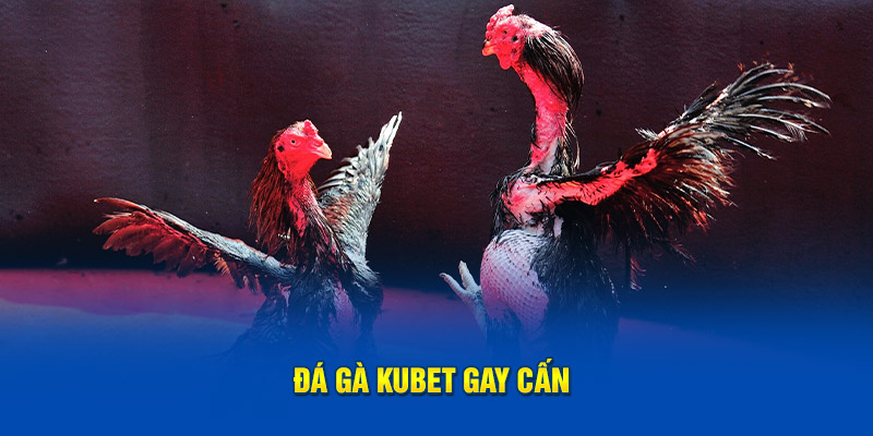 Khám phá các trận đấu đá gà Kubet gay cấn