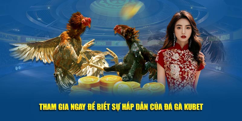 Tham gia ngay để biết sự hấp dẫn của đá gà Kubet